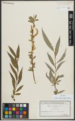 Foto von Salix alba subsp. vitellina (L.) Arcang.